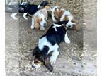 Basset Hound PUPPY FOR SALE ADN-781261 - Basset Hound Puppies
