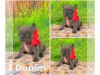 French Bulldog PUPPY FOR SALE ADN-781286 - AKC French Bulldog Puppy