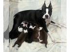 Boston Terrier PUPPY FOR SALE ADN-781295 - BostonTerrier Puppies for Sale