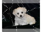 Biton PUPPY FOR SALE ADN-781300 - Mr Wiggles