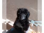 Poodle (Toy) PUPPY FOR SALE ADN-781305 - Toy Black and Silver Toy Poodle Ckc