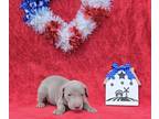 Weimaraner PUPPY FOR SALE ADN-781309 - Red Collar Girl