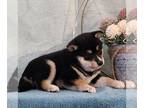 Shiba Inu PUPPY FOR SALE ADN-781310 - AKC Shiba Inu