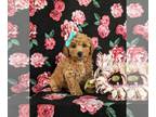 Poodle (Toy) PUPPY FOR SALE ADN-781315 - Beautiful Toy Poodle Puppy