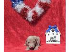 Weimaraner PUPPY FOR SALE ADN-781316 - Yellow Collar Girl