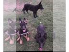 German Shepherd Dog PUPPY FOR SALE ADN-781317 - AKC German Shepherd Puppies