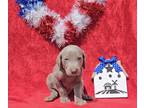 Weimaraner PUPPY FOR SALE ADN-781320 - Dark Blue Collar Boy