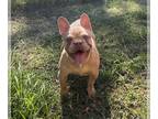 French Bulldog PUPPY FOR SALE ADN-781330 - Isabella female rehoming