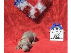 Weimaraner PUPPY FOR SALE ADN-781331 - Orange Collar Boy