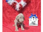 Weimaraner PUPPY FOR SALE ADN-781332 - Black Collar Boy