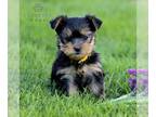 Yorkshire Terrier PUPPY FOR SALE ADN-781333 - Yorkshire Terrier