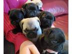 Pug PUPPY FOR SALE ADN-781335 - Snuggle Ball Babies Pug Pups