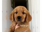 Golden Retriever PUPPY FOR SALE ADN-781341 - Red golden retriever puppies