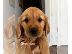 Golden Retriever PUPPY FOR SALE ADN-781341 - Red golden retriever puppies