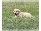 Golden Retriever PUPPY FOR SALE ADN-781342 - AKC Golden Retriever