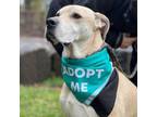 Adopt Manny a Great Dane, Mixed Breed