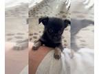 Chipin PUPPY FOR SALE ADN-781343 - Chipin