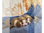 Boston Terrier PUPPY FOR SALE ADN-781346 - Litter of two
