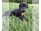 Doberman Pinscher PUPPY FOR SALE ADN-781370 - Doberman puppies