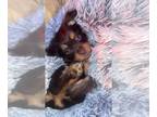 Schweenie PUPPY FOR SALE ADN-781371 - SCHWEENIE 3 MALES LEFT