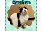 Adopt Harrison a Domestic Short Hair