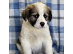 Adopt Chong a Saint Bernard