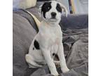 Adopt Littlefuse a Mixed Breed