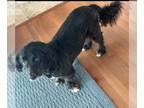 Basset Hound Mix DOG FOR ADOPTION RGADN-1243416 - Buddy(Tux) - Basset Hound /