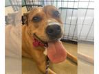 American Staffordshire Terrier Mix DOG FOR ADOPTION RGADN-1243417 - Blossom -