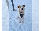 Australian Shepherd-Huskies Mix DOG FOR ADOPTION RGADN-1243422 - Niko -