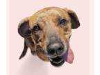 Labrador Retriever-Plott Hound Mix DOG FOR ADOPTION RGADN-1243426 - TWYLA -