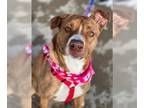 American Staffordshire Terrier Mix DOG FOR ADOPTION RGADN-1243428 - Sponge -