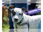 American Pit Bull Terrier Mix DOG FOR ADOPTION RGADN-1243430 - Quinton - Pit