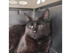 Adopt Pawny a Domestic Short Hair