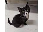 Adopt Bobby a Domestic Short Hair