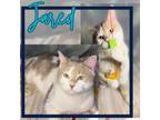 Adopt Jared a Domestic Short Hair