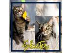 Adopt Skeeter a Domestic Short Hair