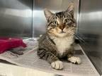 Adopt zakk a Domestic Short Hair