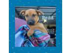 Adopt Redd a Black Mouth Cur, Mixed Breed