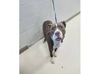 Adopt George a Pit Bull Terrier, Mixed Breed