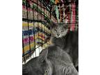 Adopt Cash a American Shorthair