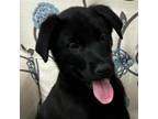 Adopt Cosmo a Mixed Breed