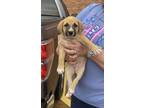 Adopt Tulip a Labrador Retriever, Bernese Mountain Dog