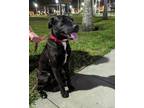 Adopt Squirrel a Pit Bull Terrier, Labrador Retriever