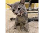 Adopt Cosmo a Domestic Short Hair