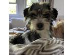 Adopt Bean a Yorkshire Terrier, Jack Russell Terrier