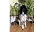 Adopt Brad a Standard Poodle