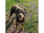 Adopt Mickey a Rottweiler, Labrador Retriever