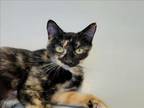 Adopt MIA a Domestic Short Hair