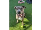 Adopt TIANA a Pit Bull Terrier